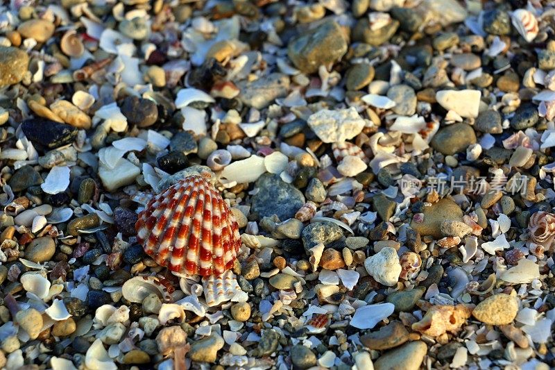 暑假纹理-美丽的贝壳在沙滩上的海边/海洋。采购产品自然背景适合海景，旅游，假日，旅游，度假村，酒店广告，墙纸或横幅。